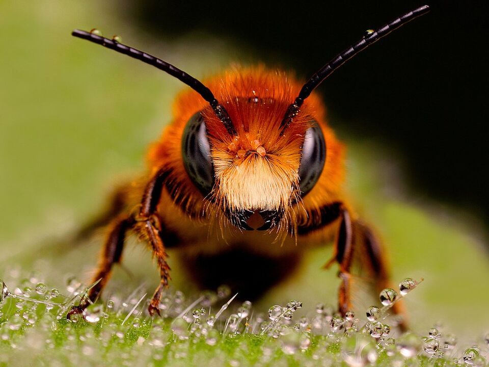Bee a Bee Gëft mat cervikal Osteochondrose